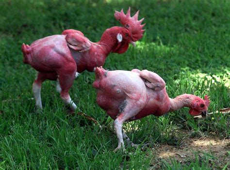 10 Things You Need To Know About Featherless Chickens